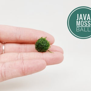 Java Moss Ball Nano Packs Live Aquarium Plant for Terrariums Decorations Indoor Plants Gift Holiday Favors Unique Gifts For Her image 1