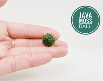 Java Moss Ball Nano Packs Live Aquarium Plant for Terrariums Decorations Indoor Plants Gift Holiday Favors Unique Gifts For Her