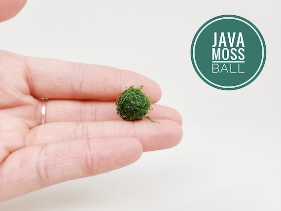 Java Moss Ball Nano Packs Live Aquarium Plant for Terrariums