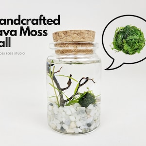 Eli Nano Java Moss Ball Terrarium DIY Craft Kit for Office Desk Accessories Christmas Day Gifts from Daughter Indoor Plant Birthday Gifts image 1