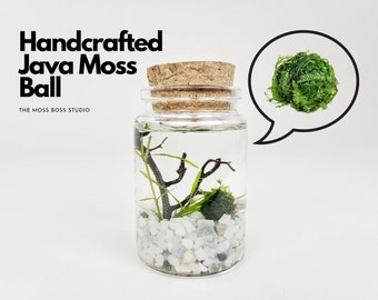 Eli Nano Java Moss Ball Terrarium Kit d'artisanat bricolage pour accessoires de bureau Cadeaux de fête des Mères de sa fille Plante d'intérieur Cadeaux d'anniversaire