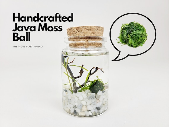 Eli Nano Java Moss Ball Terrarium DIY Craft Kit for Office Desk Accessories Christmas Day Gifts from Daughter Indoor Plant Birthday Gifts