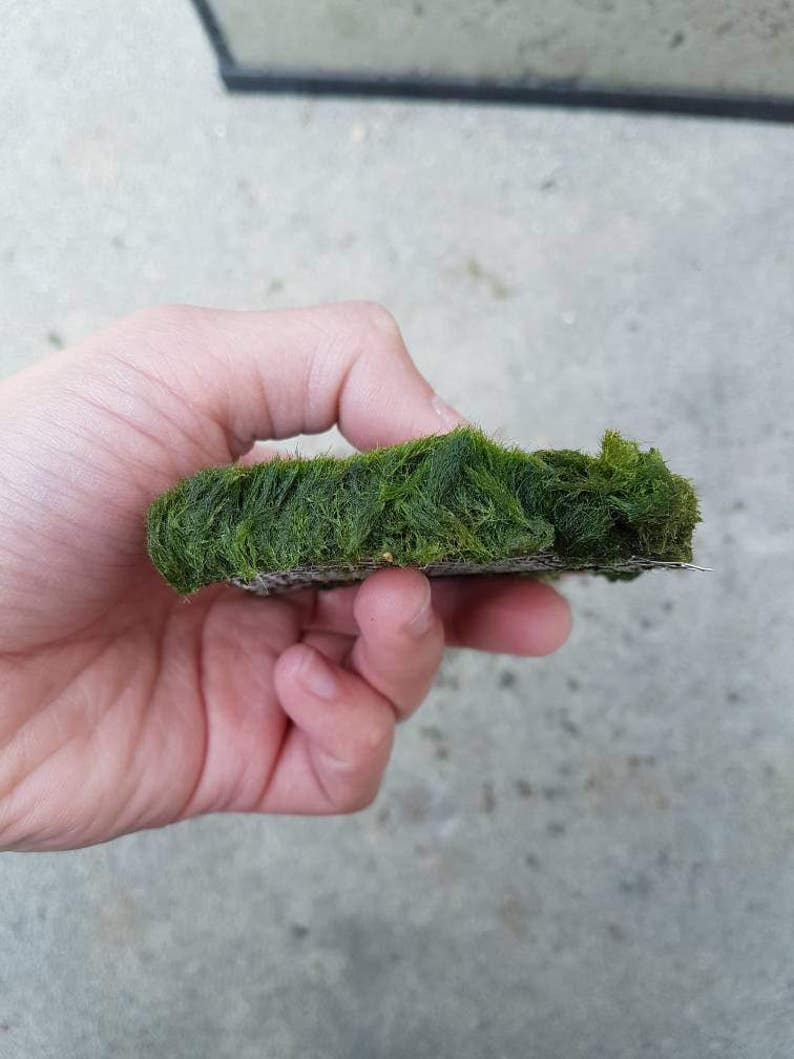 Marimo Moss Carpet on Mesh for Aquarium Planted Tank Fish Etsy