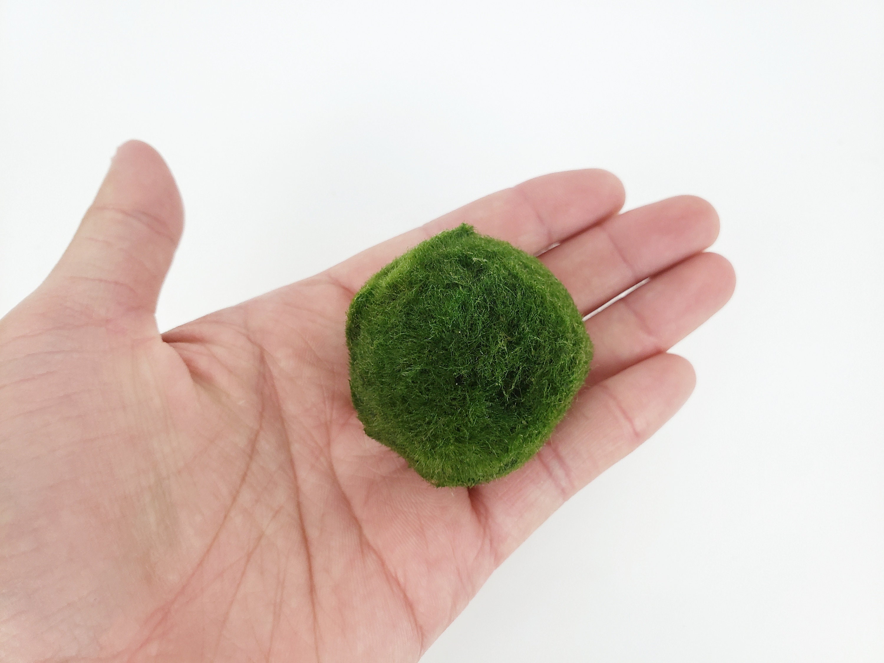 Buy 1 GIANT Get 1 LARGE Ball FREE Marimo Moss Ball For Etsy