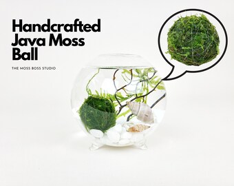 Vi Java Moss Ball Terrarium Kit Globe for Office Desk Accessories DIY Craft Kits Unique Office Decor Plant Unique Birthday Gifts for Her