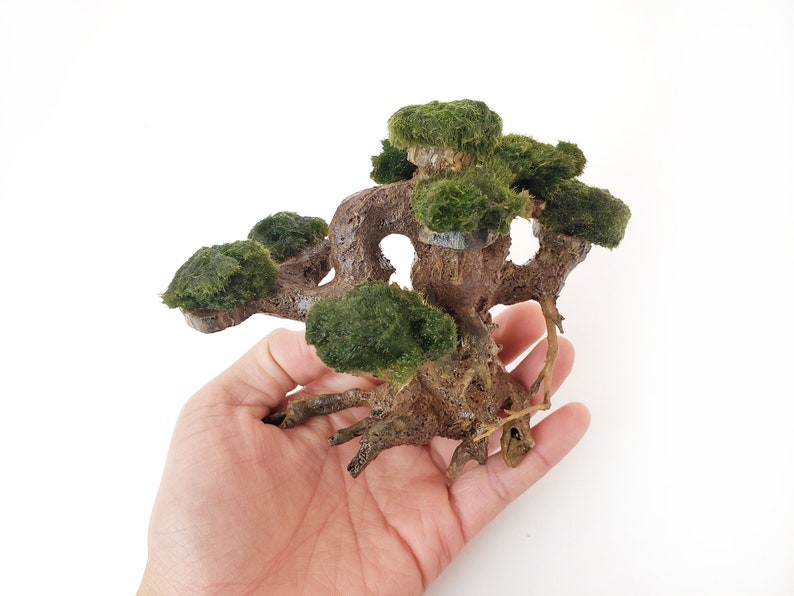 Marimo Moss Ball Driftwood Bonsai Tree for Aquarium Terrarium Etsy