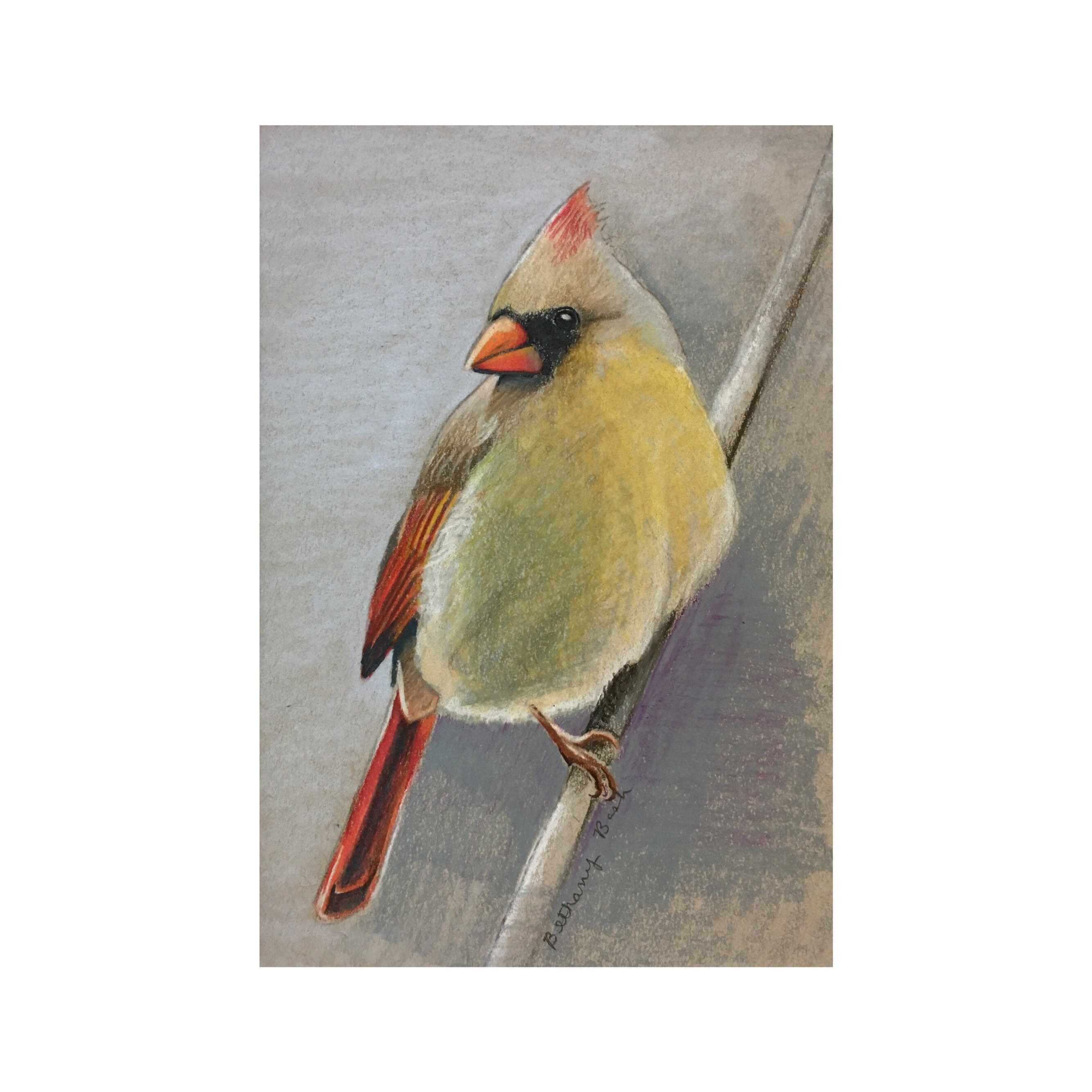 Female Cardinal original colored pencil drawing on toned Etsy