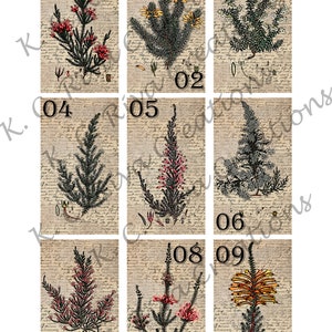 Carnets botaniques vintage - Ephémères numériques pour la journalisation indésirable, le scrapbooking et les travaux manuels sur papier