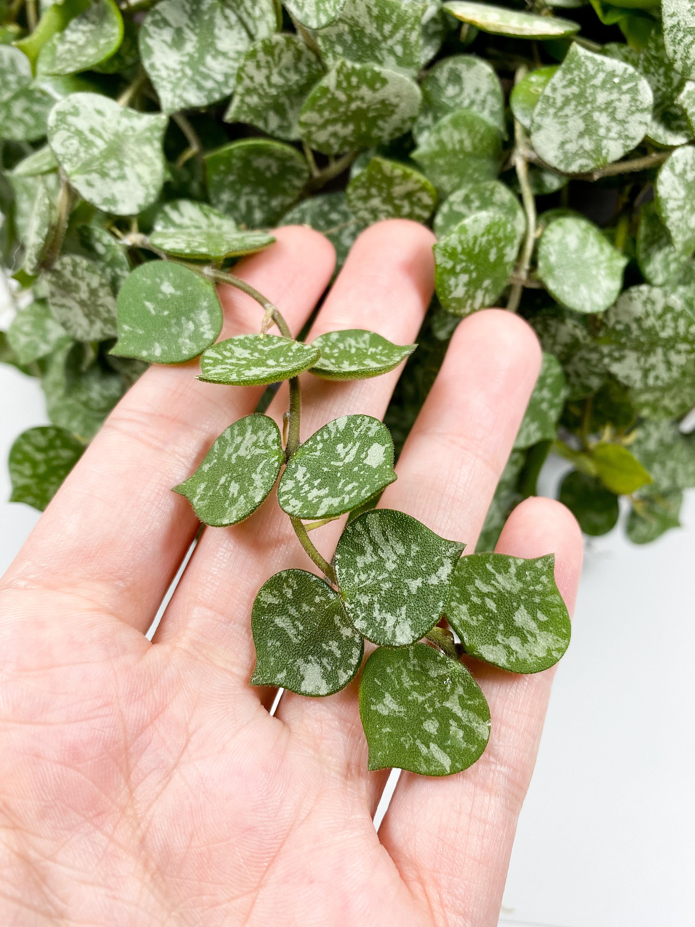Aloha hoya clearance