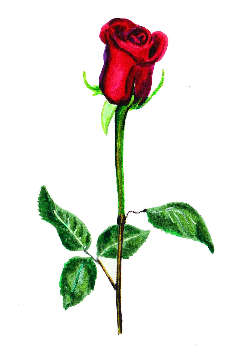 Romantic Celebration Card Red Rose Card Handmade