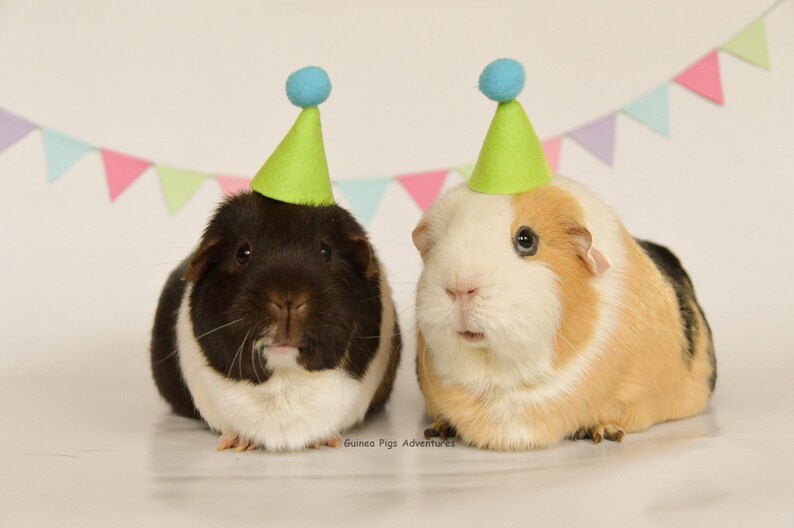 Guinea pig photoshoot party package Etsy