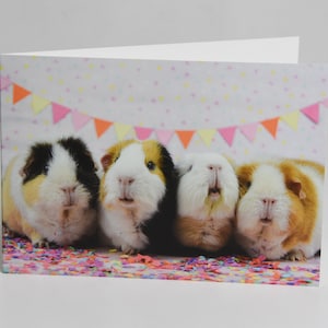 Set of five guinea pig birthday cards