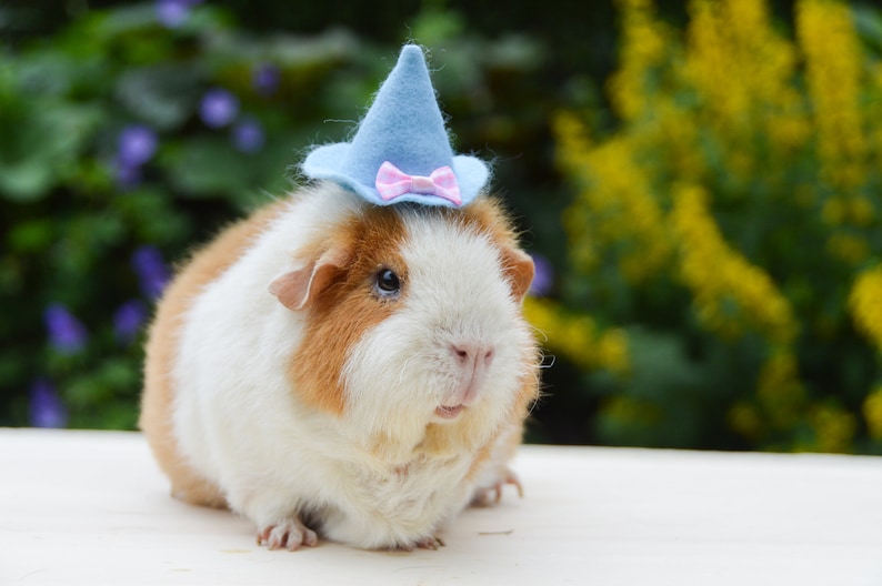 Guinea Pig Witch Wizard Hat Etsy Il 794xN.1528444968 Ao4t
