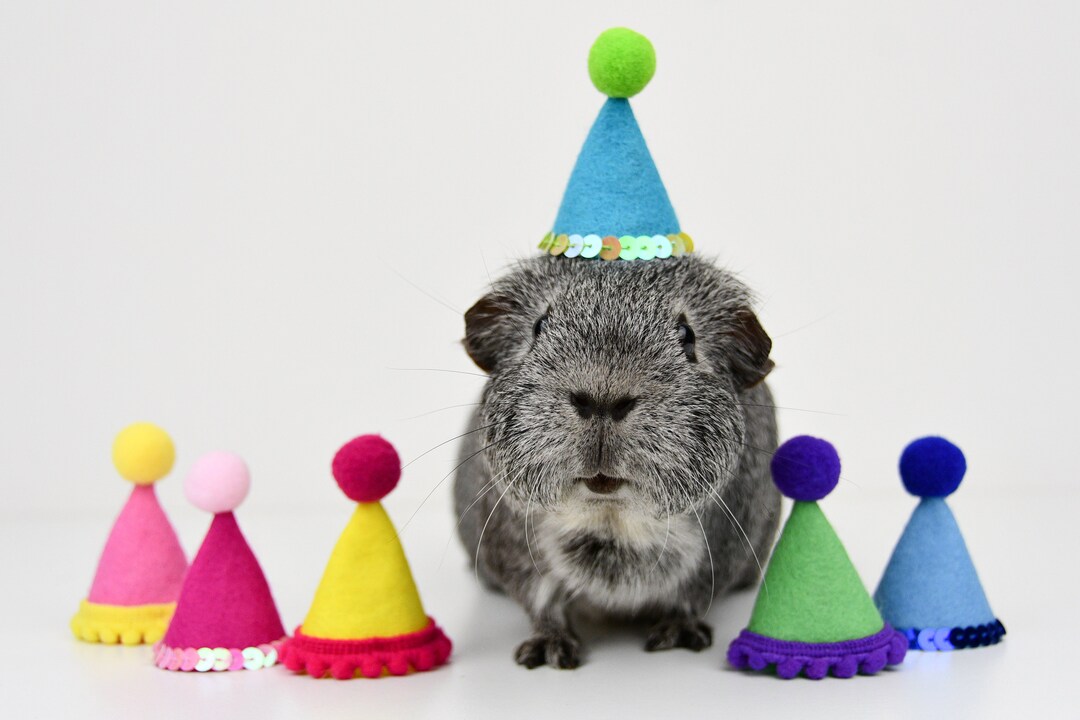 Guinea Pig Party Hats From Stock Etsy