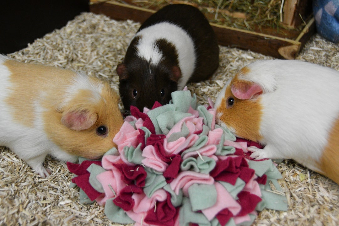 Snuffle Mats for Guinea Pigs Etsy