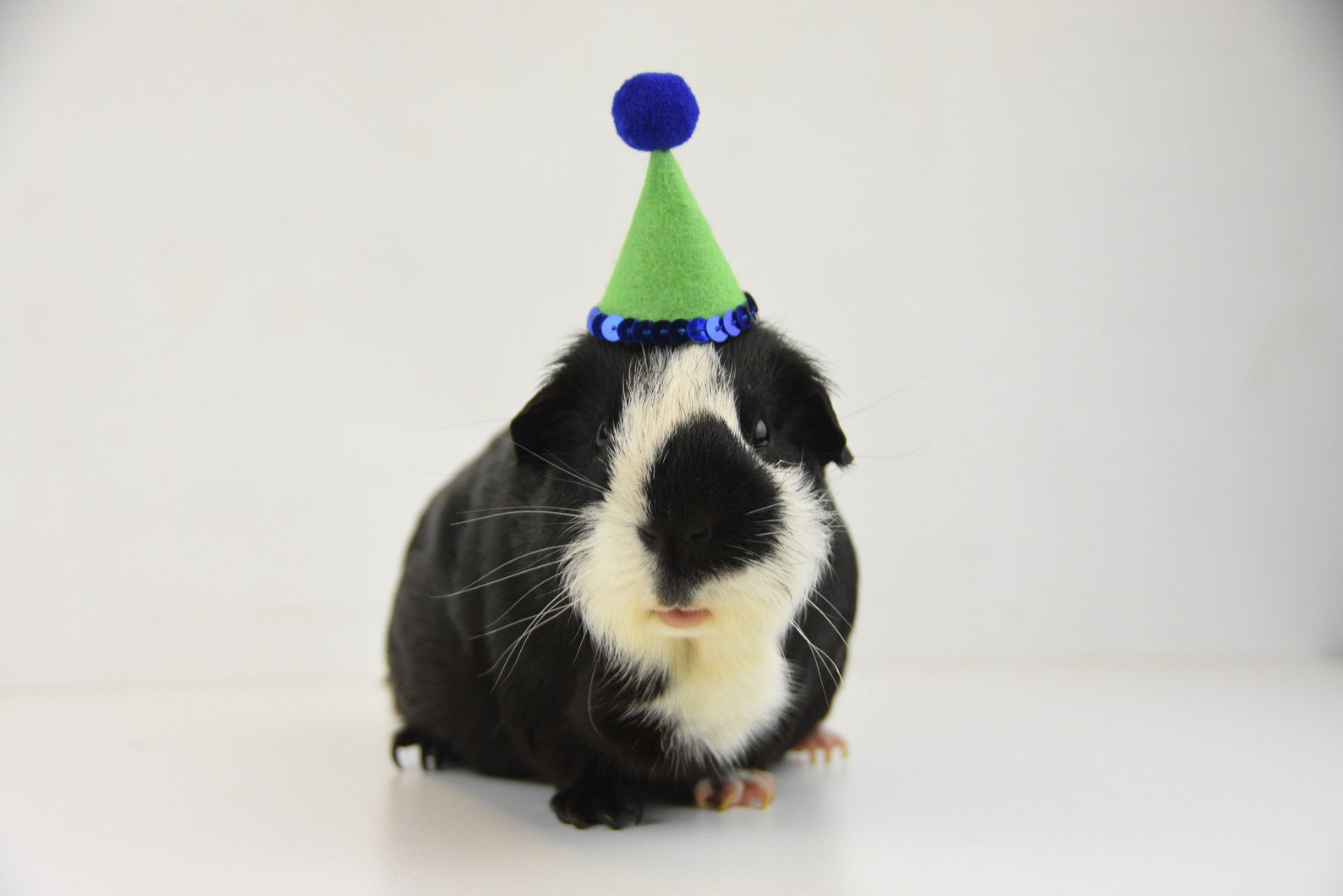 Guinea Pig Party Hat Deluxe Etsy