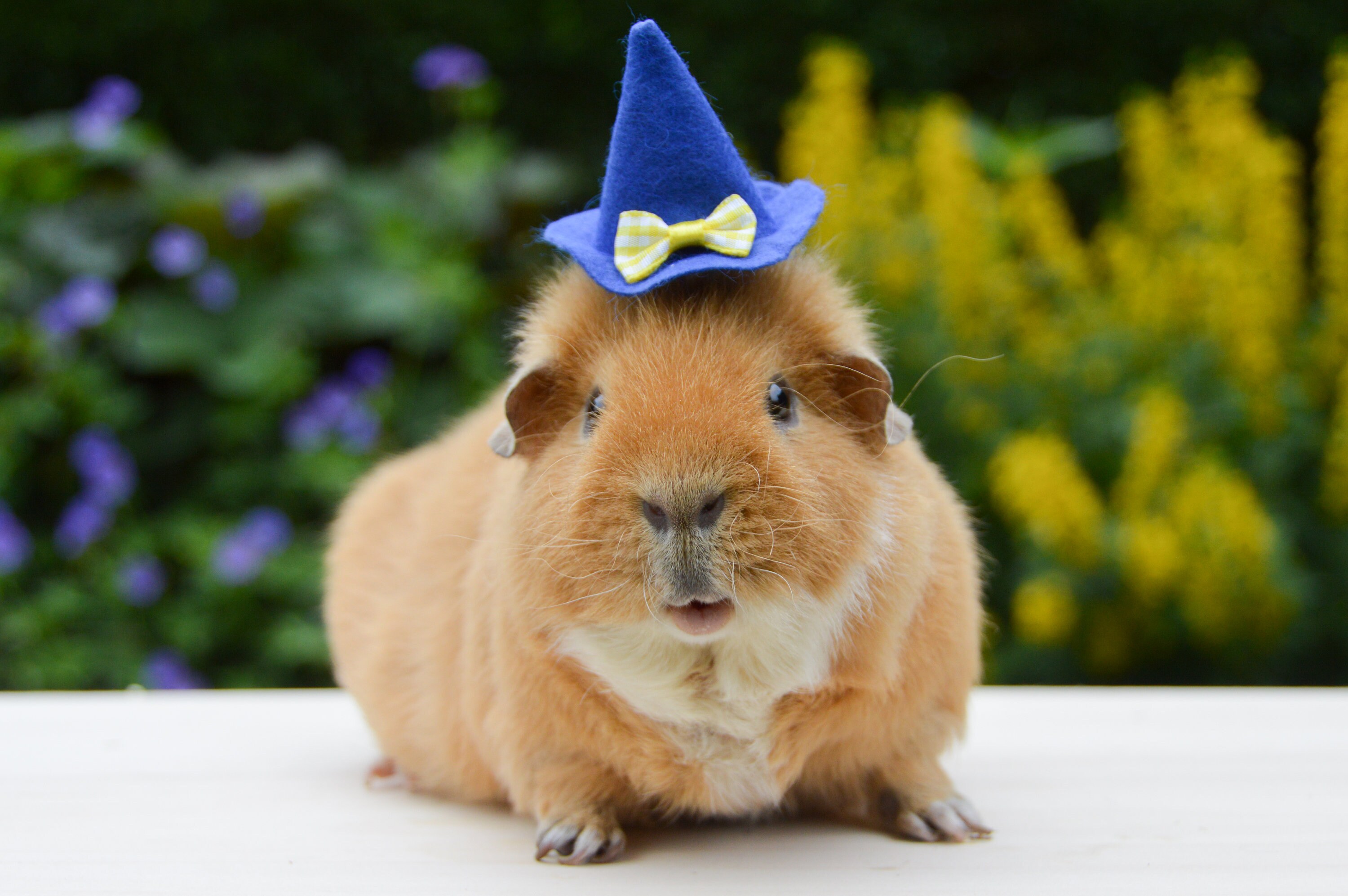Guinea Pig Witch Wizard Hat Etsy Australia Il Fullxfull.1575885951 9zwb