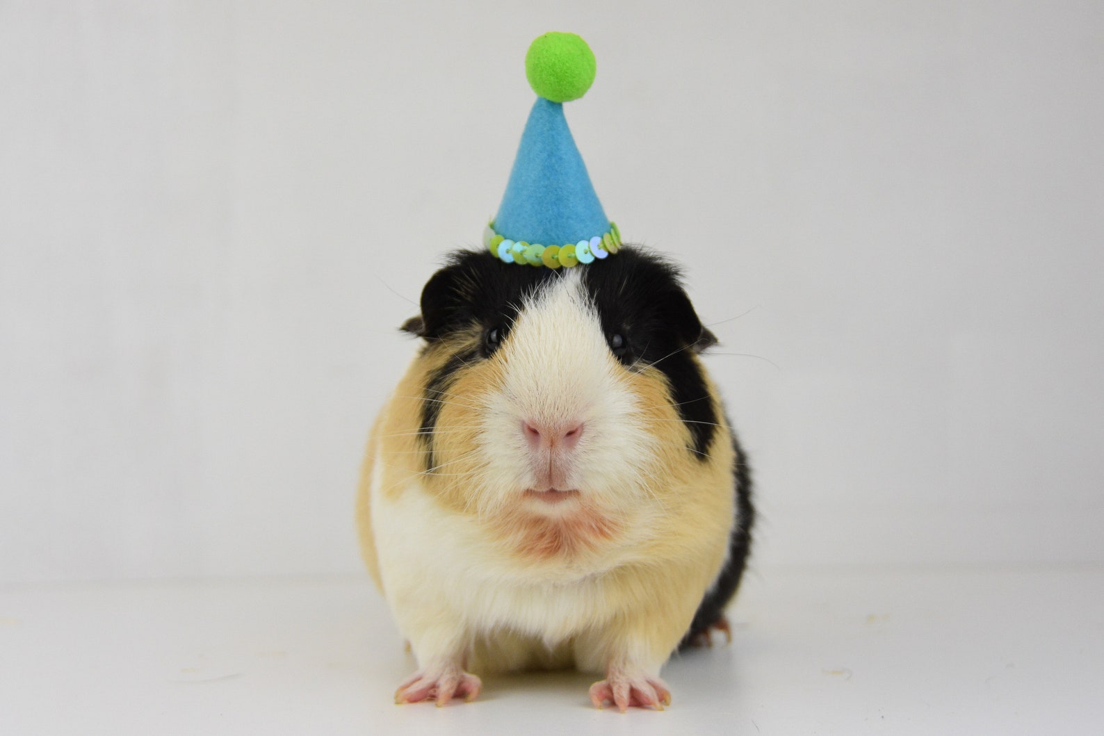 Guinea Pig Party Hat Deluxe Etsy