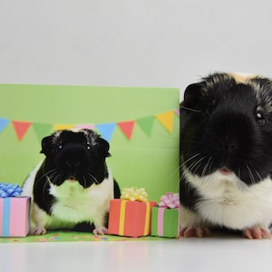 Set of five guinea pig birthday cards