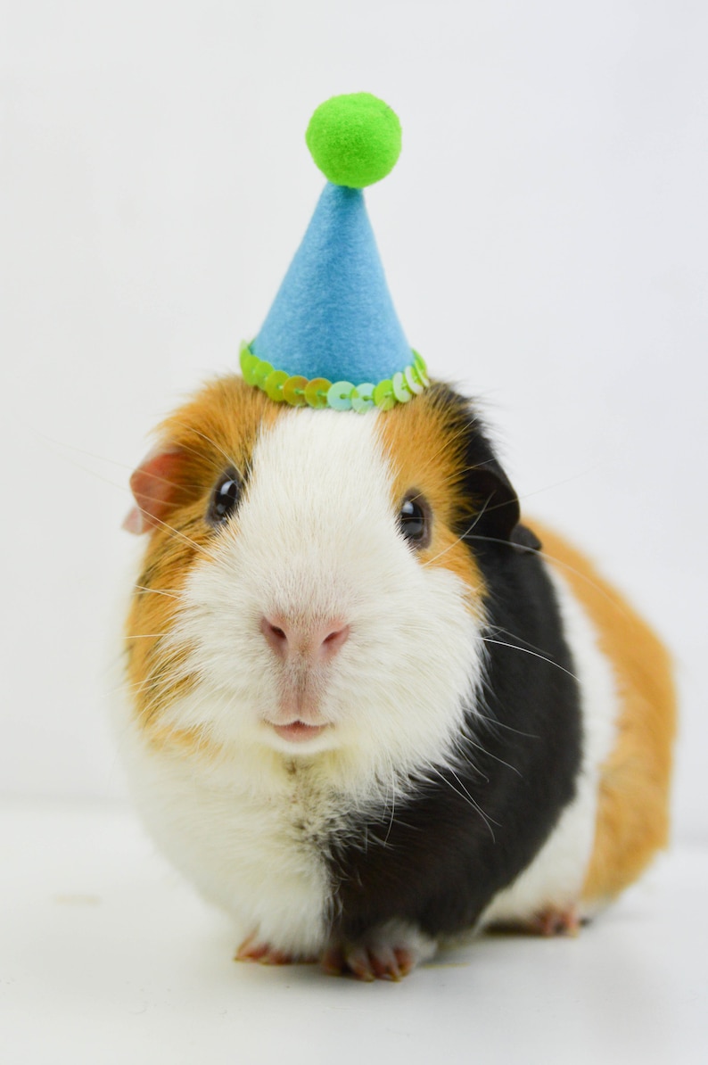 Guinea Pig Party Hat Deluxe Etsy