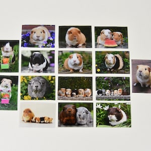 Meerschweinchen Sticker