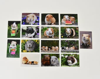 Guinea pig stickers