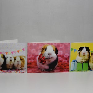 Set of three guinea pig cards