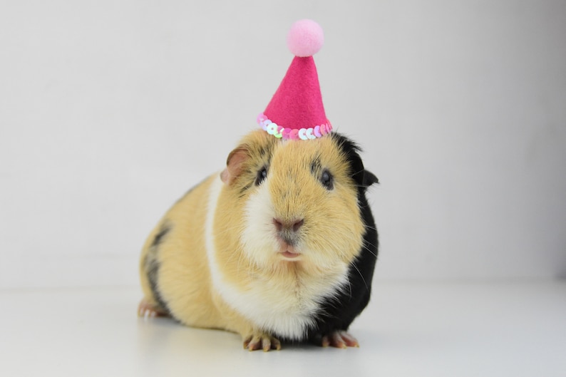 Guinea Pig Party Hat Deluxe Etsy