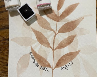 Handmade watercolor paint - Buckthorn Bark - half pan