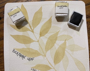 Handmade watercolor paint - Buckthorn Leaf - half pan