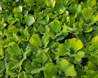 Waterslaplanten voor vijvertuin (12 stuks) gratis verzending