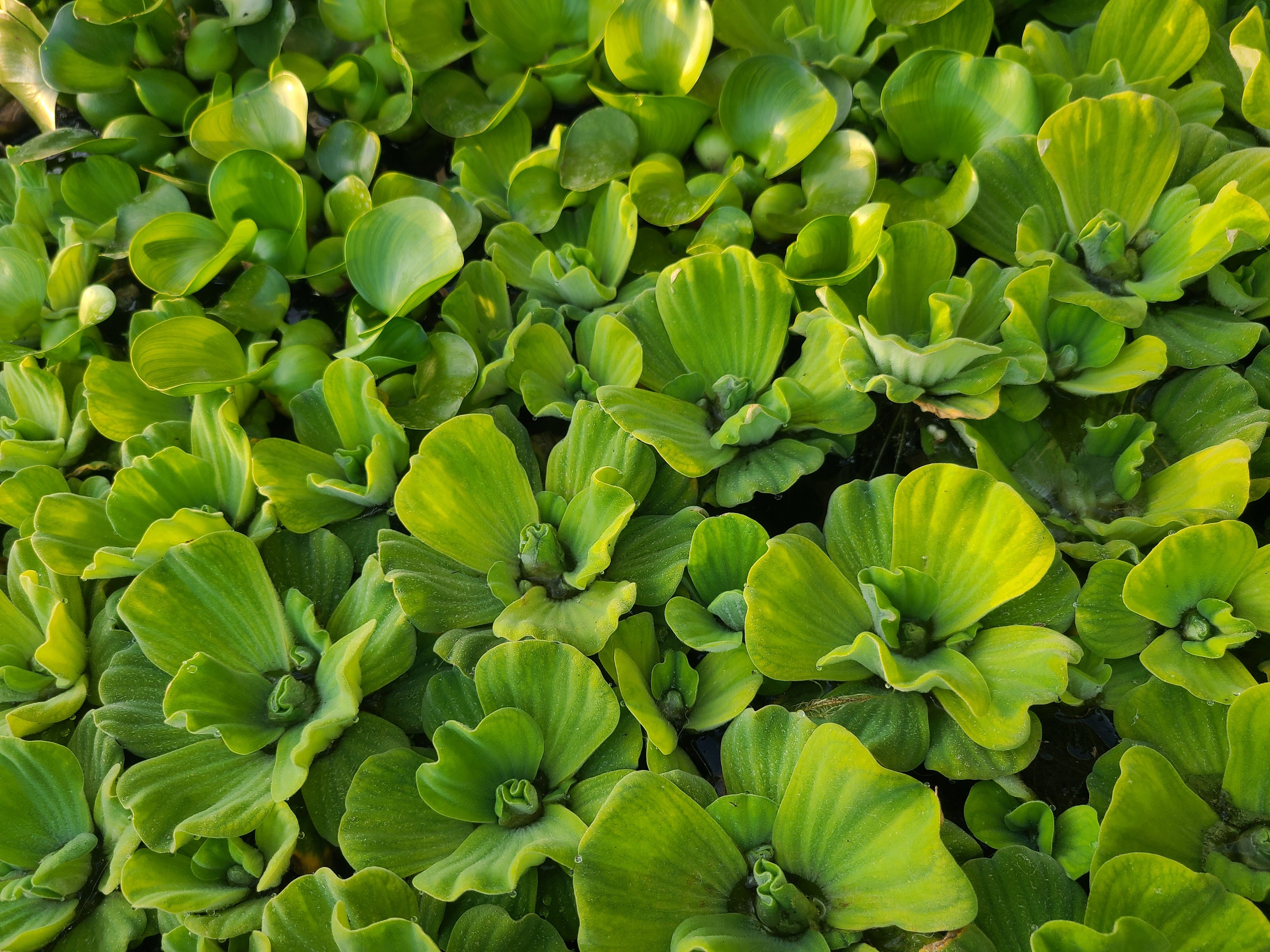 12 Water Hyacinth Pond Plants + 3 Free Water Lettuce – Beautiful Floating Aquatic Plants For Freshwater Ponds 10 thumbnail image