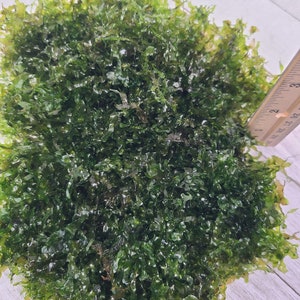 Może przedstawiać: Zbliżenie na dużą kępę zielonego mchu. Mech jest ułożony w kształcie koła i ma średnicę około 7,5 cm.