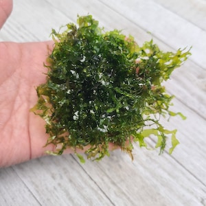 Może przedstawiać: Zbliżenie kępy zielonej rośliny wodnej, prawdopodobnie mchu, trzymanej w dłoni. Roślina ma gęsty, teksturowany wygląd z małymi, nieregularnymi liśćmi. Kolor waha się od głębokiej zieleni do jaśniejszych odcieni.