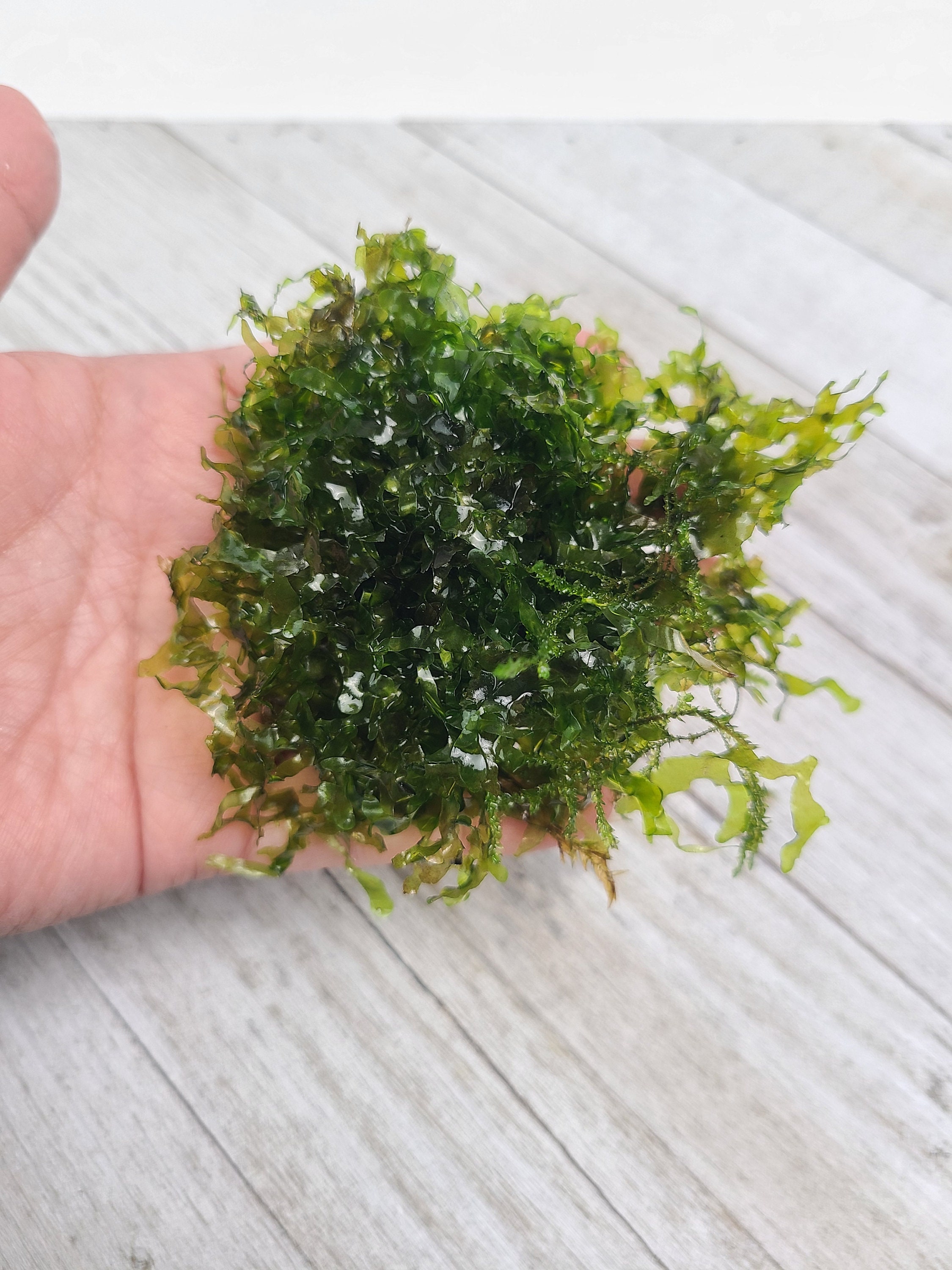 Subwassertang Round Pellia Moss (loose portion) for Aquarium Terrarium Tropical Fish Shrimp Betta Habitat Decor Freshwater Live Plants