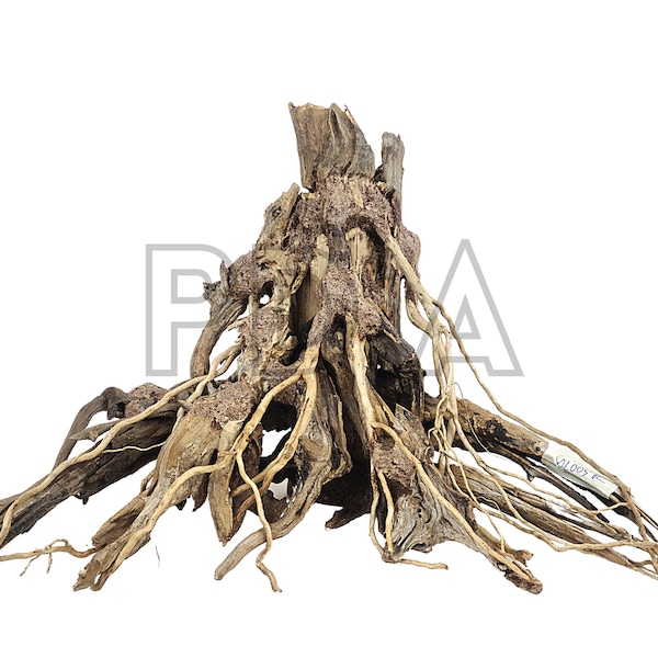 XLarge Aquarium Driftwood Bonsaï Tree « Enracinement » Décoration pour Terrarium Poisson tropical Crevette Betta Habitat Décor Eau douce Plante vivante Mousse