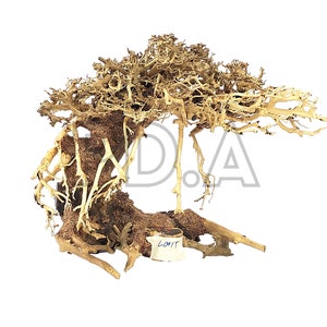 Large Aquarium Driftwood Bonsai Tree &quot;TREE&quot; Decoration for Terrarium Tropical Fish Shrimp Betta Habitat Decor Freshwater Live Plants Moss