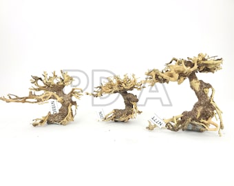 SPECIAL DISCOUNT!!! Nano Aquarium Driftwood Bonsai Tree &quot;TREE&quot; Decoration for Terrarium Fish Shrimp Betta Freshwater Live Plants Moss