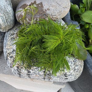 May include: A vibrant green aquatic plant with fine, needle-like foliage rests on a large, speckled grey rock. Several other similar rocks are visible, alongside some green lily pads. The image evokes a natural, aquatic setting.