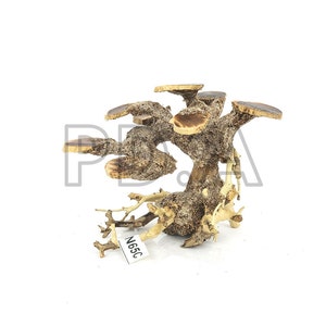 SPECIAL DISCOUNT!!! Nano Aquarium Driftwood Bonsai Tree &quot;Crysta&quot; Decoration Terrarium Fish Shrimp Betta Habitat Freshwater Live Plants Moss
