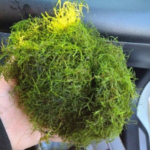May include: A close-up of a clump of vibrant green moss, with a touch of yellow at the top. The moss appears dense and textured, with numerous fine strands creating a natural, organic appearance. The image is well-lit, highlighting the various shades of green.