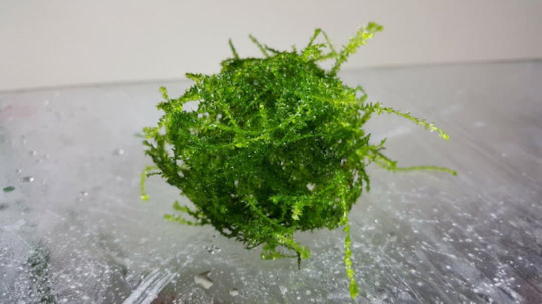 Java Moss Taxiphyllum Barieri: Aquarium Terrarium Live Plant (3x3 Loose ...