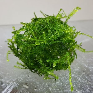 May include: A clump of green moss, resembling a ball, on a white surface.