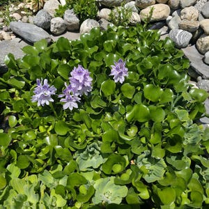 Jacinthe pour bassin de jardin (lot de 10) **LIVRAISON GRATUITE