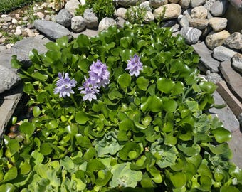 Water Hyacinth Plants for Pond Garden (Pack of 12)