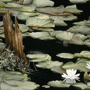 May include: A painting of a pond with lily pads and water lilies. The water lilies are white and pink. There is a brown tree stump in the water.