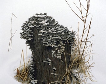 Snow Stump with Turkey Tail Fungus: Turkey tail fungus takes on the color of its surroundings.