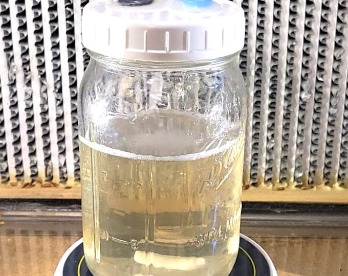 600ml Liquid Culture for Mushroom Growing