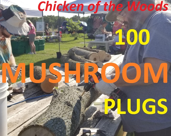 Mushroom Plugs 100 pack, Chicken of the Woods Mushroom