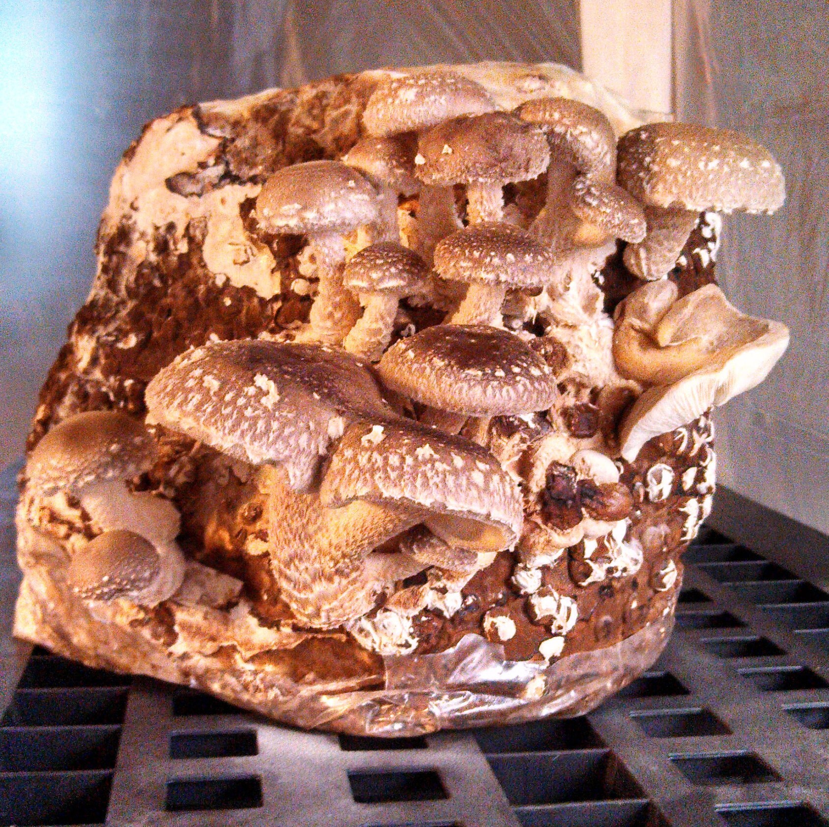 Shiitake Mushroom Grow Kit Guaranteed, see listing video! Free Ship